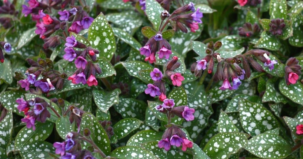 Pink and purple, trumpet shaped flowers surrounded by green leaves with white spots all over it. 