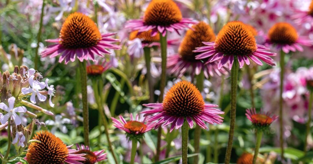 Field of tall flower stems with purple flowers and large rounded, spikey center.
