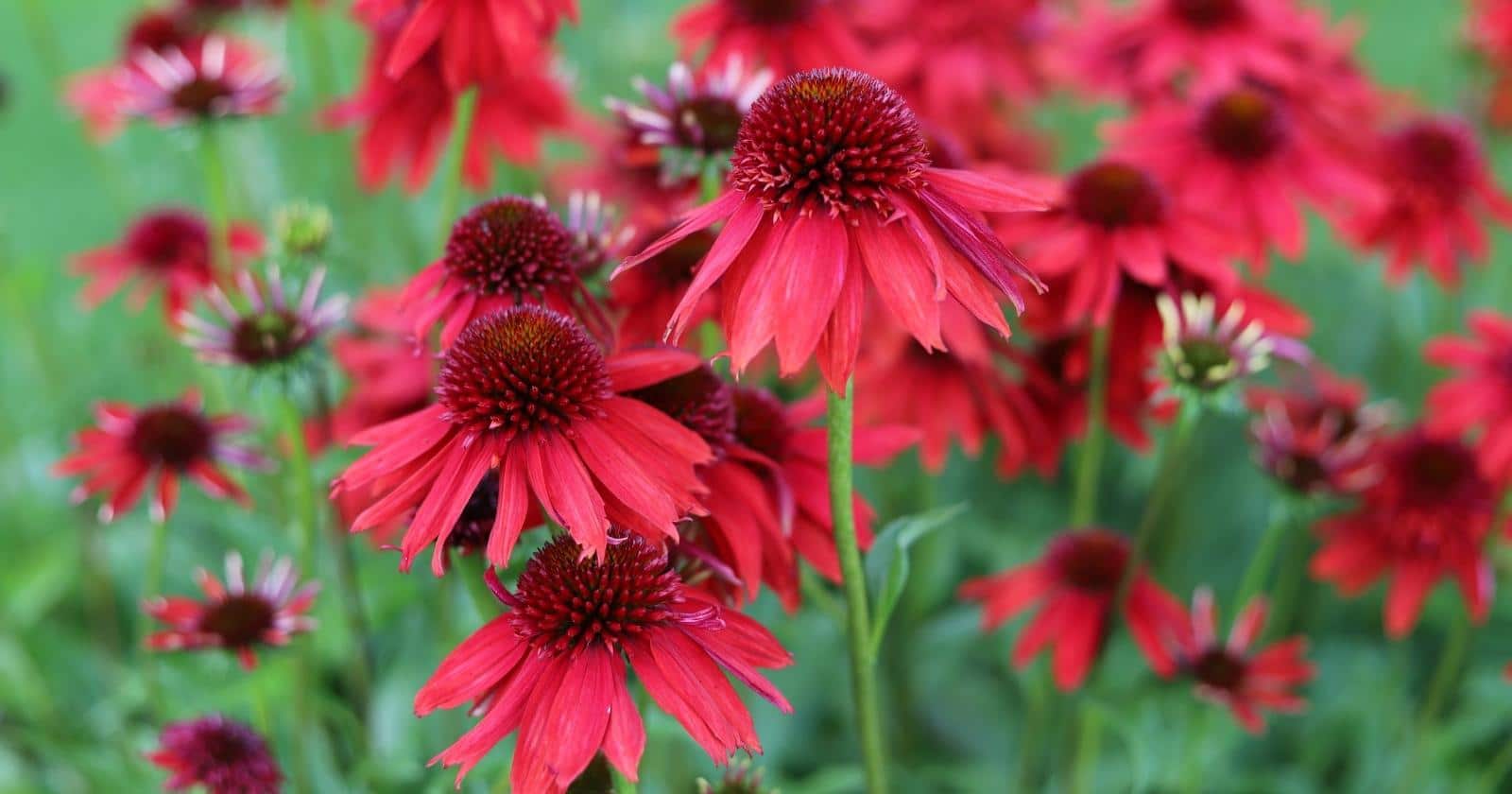 21 Red Perennial Flowers For Bold Garden Color