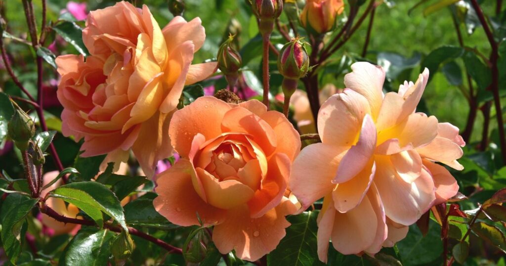 Three large, peach colored flowers. Each flower has layers of overlapping rows of big bushy petals.