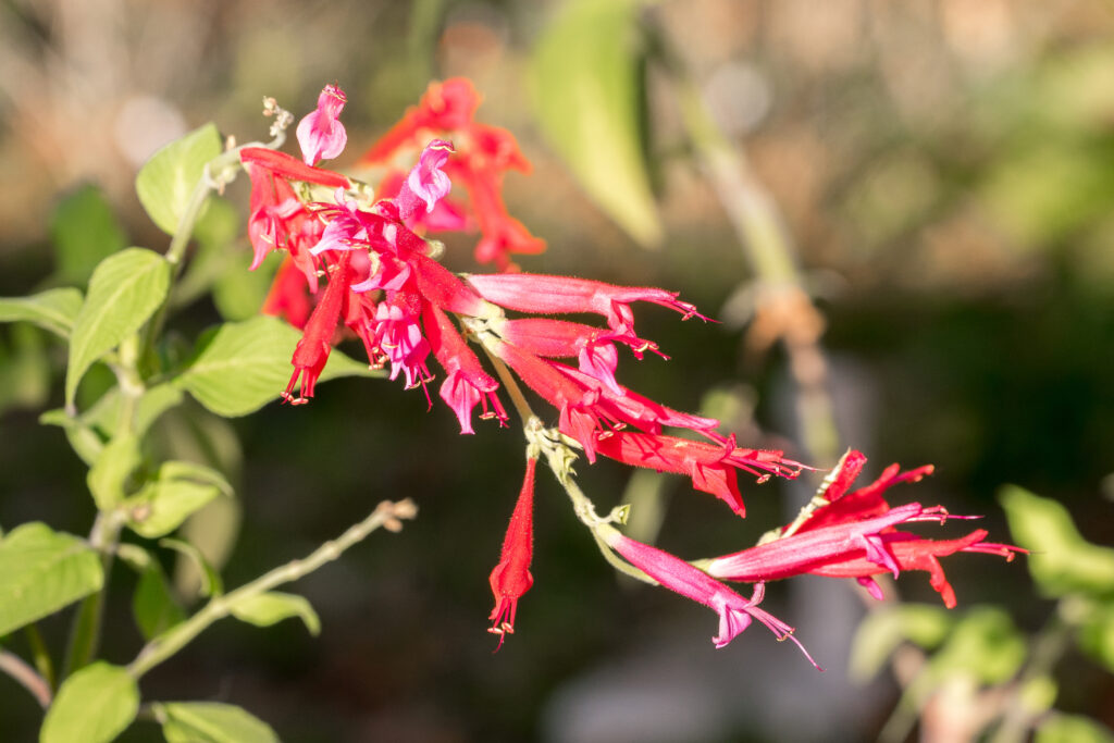 Close up of flowers that are tubular and bright red, sitting on top of long spikes and long drooping stem.