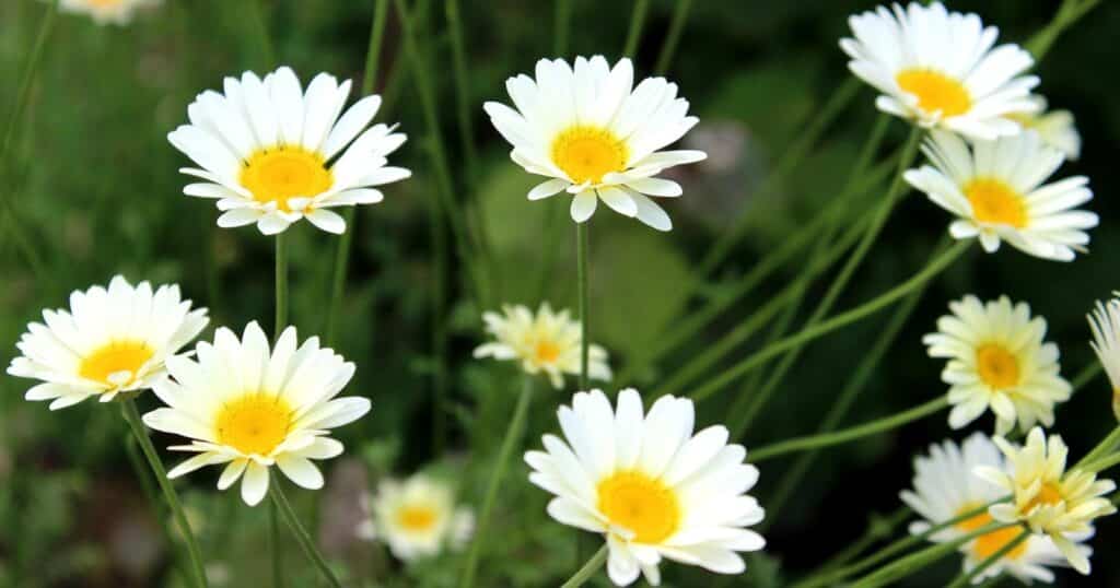 Field of white flowers with yellow centers. Each flower has a thin long, green stem with long skinny, oval shaped petals surround a round flat, yellow center.