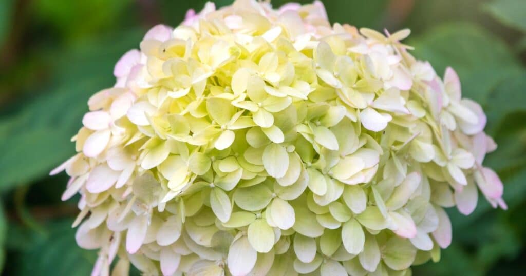 Giant ball of tiny white and light pink flowers clustered on the top of flower stem.