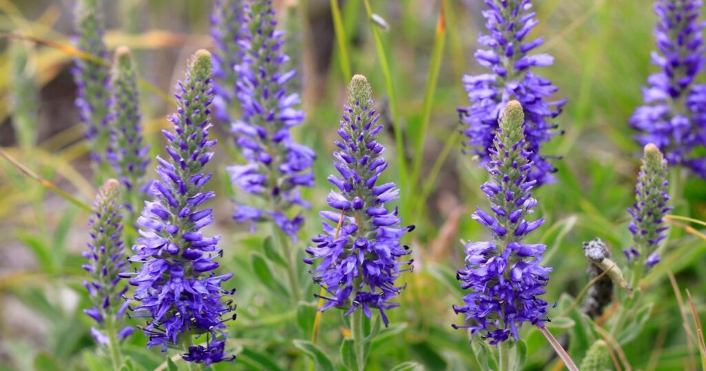 Field of tall cone shaped flower stalks made up of tiny dark purple flowers.