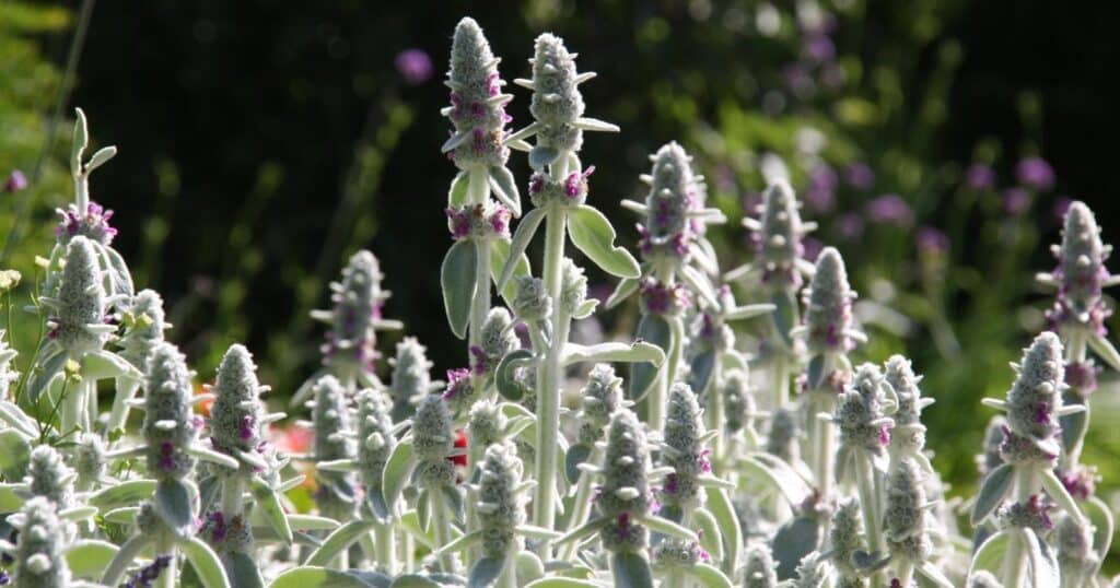 Tall light green flower stalks, with tiny purple flowers and fuzzy green, oval shaped leaves.