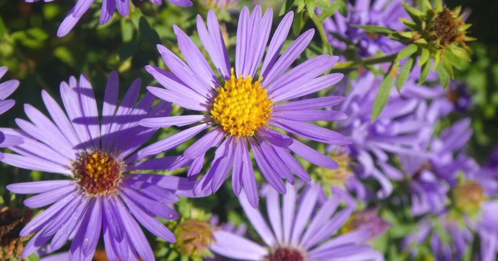 Close up of purple flowers with yellow centers. Each flower has long, skinny, spikey, purple petals layered all around a yellow center.