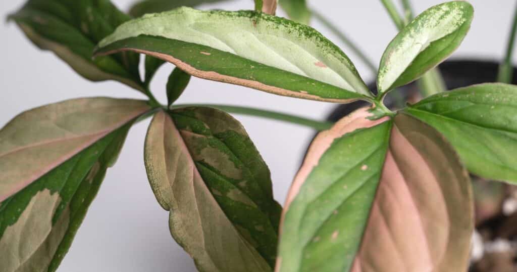 Close up of a plant with large pointed, oval shaped leaves that are pink and green.