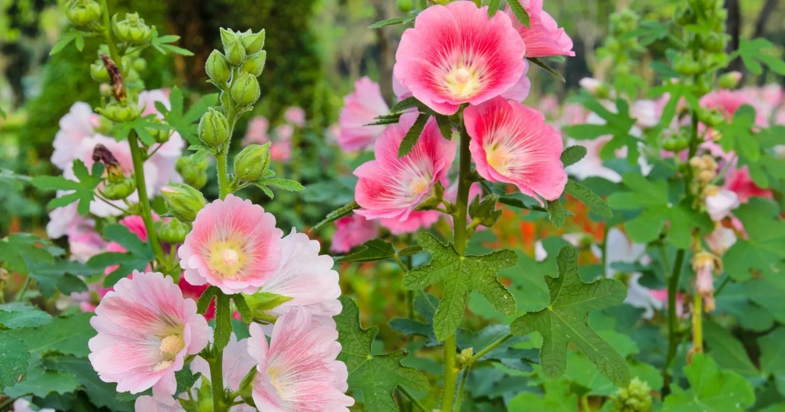 Tall Perennials blooming in the flower garden. There are pink flowers blooming with green foliage at the bottom.