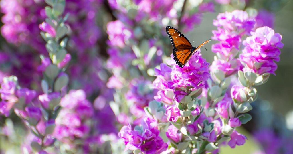 Monarch butterfly on a tall purple flower stalk.
