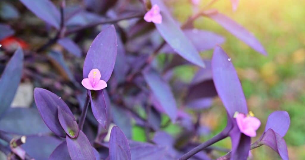 Close up of purple bush with tiny pink flowers. Each flower has three little petals and a yellow stamen, growing out of a tall purple stem with long, pointed purple leaves.