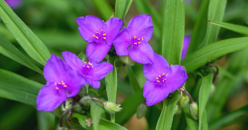 Close up of five purple flowers. Each flower has three oval shaped petals with tiny yellow stamen.
