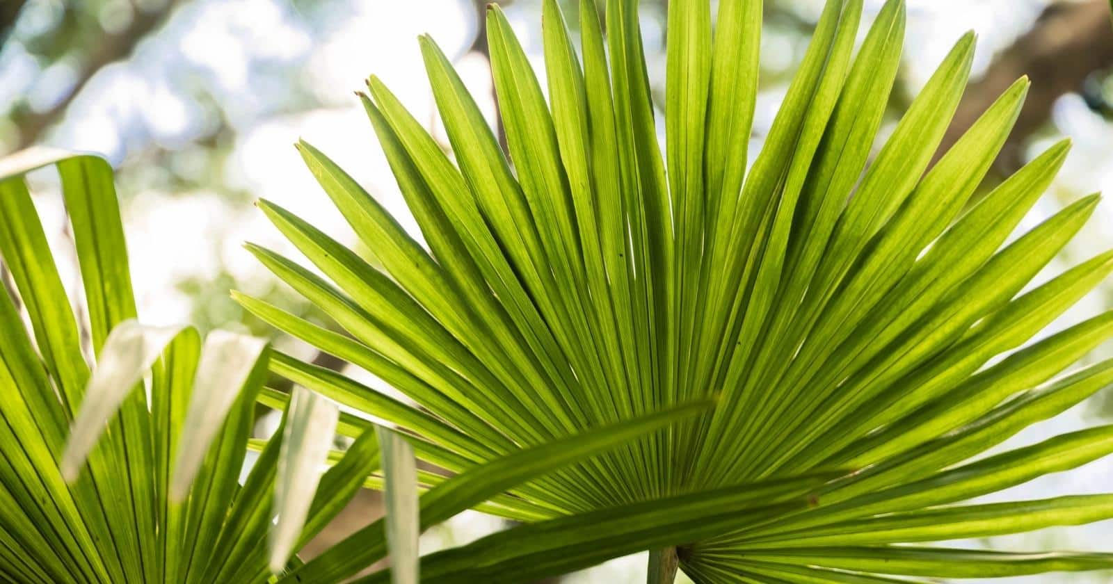 20 Types of Indoor Palm Trees With Names and Pictures