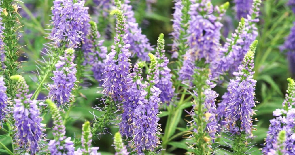 Filed of tall purple cone shaped flower stalks, made up of tiny purple, bell shaped flowers.