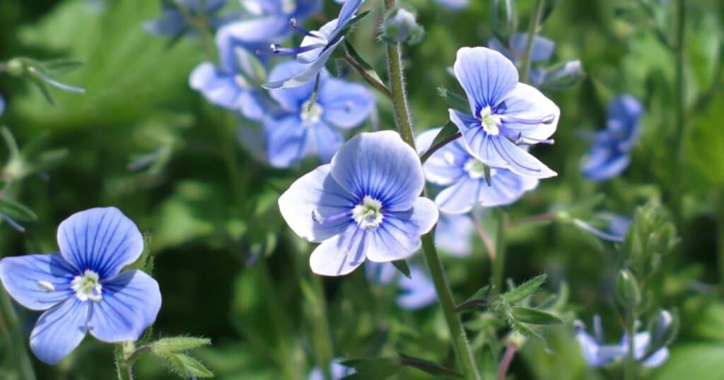 Close up of small blue flowers with four, flat, rounded petals with white centers.