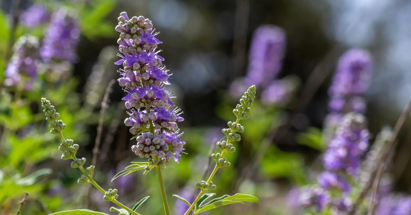 Perennials to Grow in Northern and Southern Texas Climates