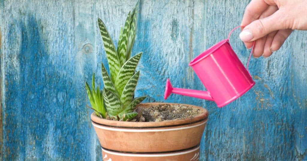Small plant in a pot being watered by a small pink watering can.