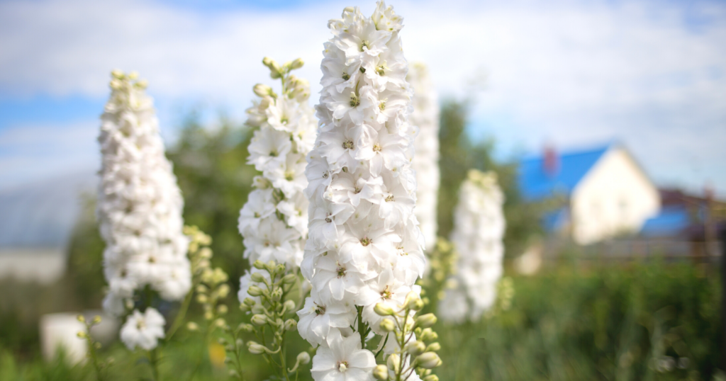 Tall flower stalks with bunches of white, fluffy flowers growing up each stem.