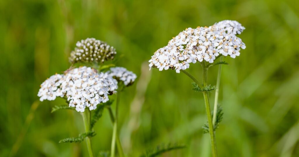 Two white flowers made up of tiny white flowers clustered together in a mound on the top of a skinny tall, green stem.