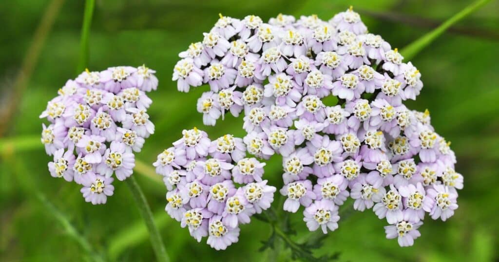 Close up of a cluster of tiny, light purple flowers with yellow centers, growing on the top of a long green stem.