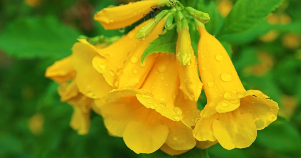 Close up of several yellow bell shaped flowers growing in a cluster with water drops on it.