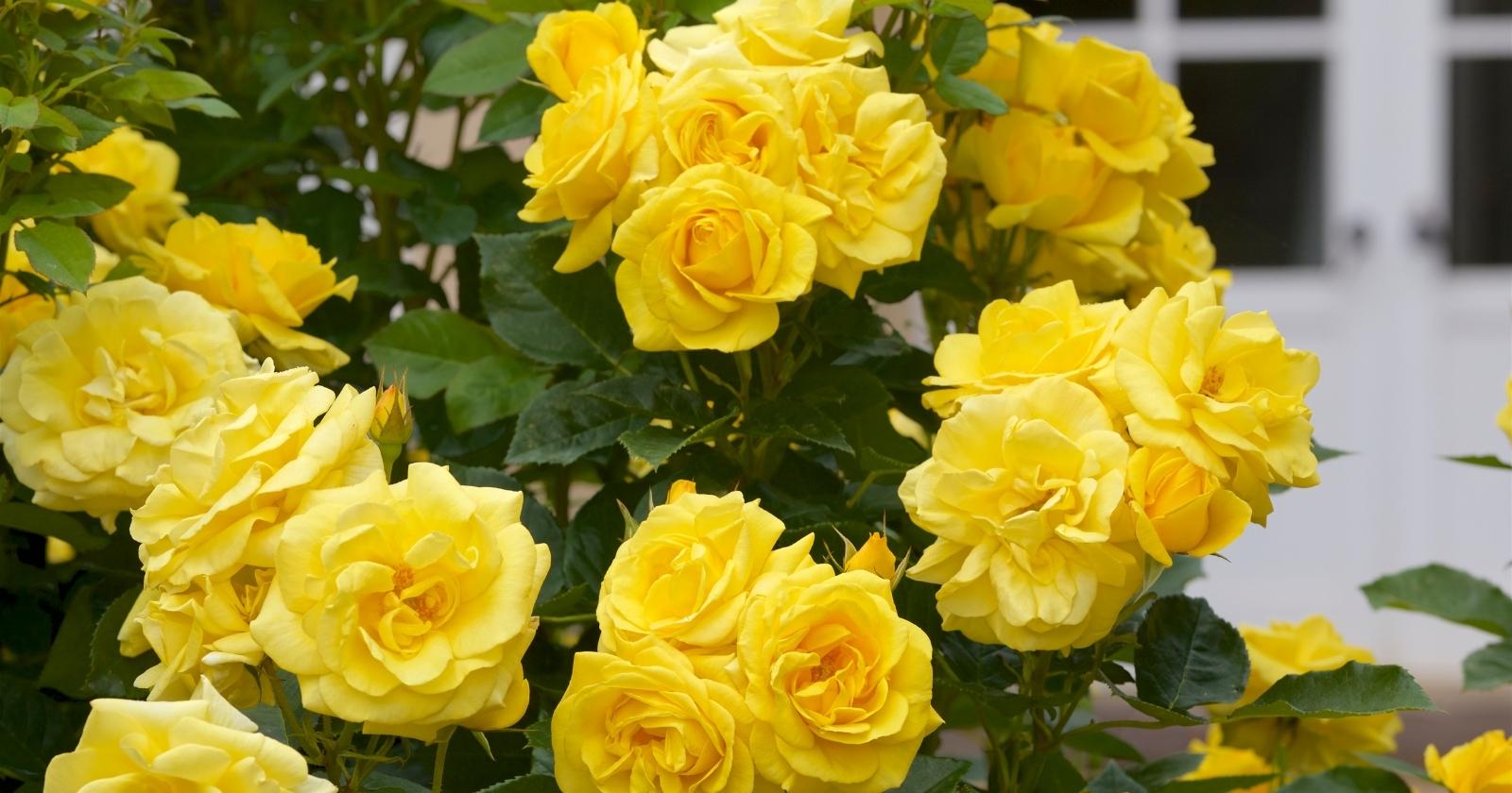 17 Yellow Flowering Shrubs For Bright Garden Color