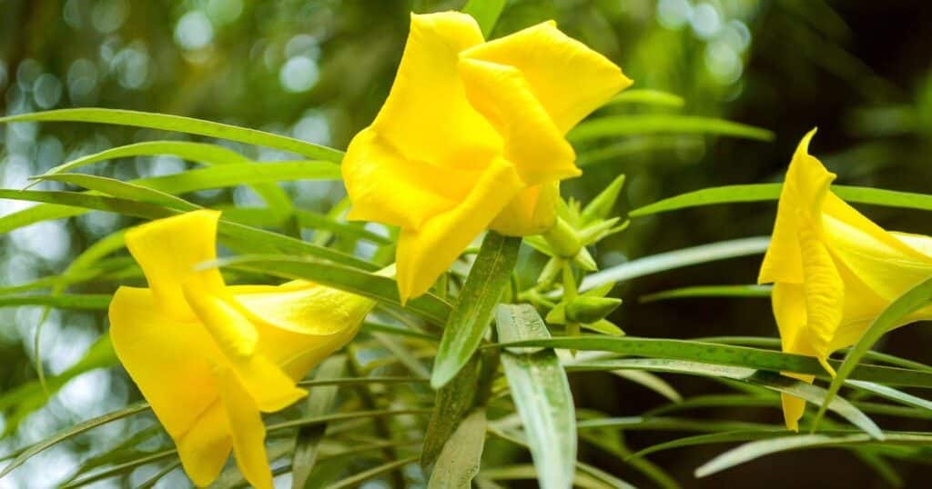 Three yellow trumpet shaped flowers, growing on a bush with long, skinny leaves.  
