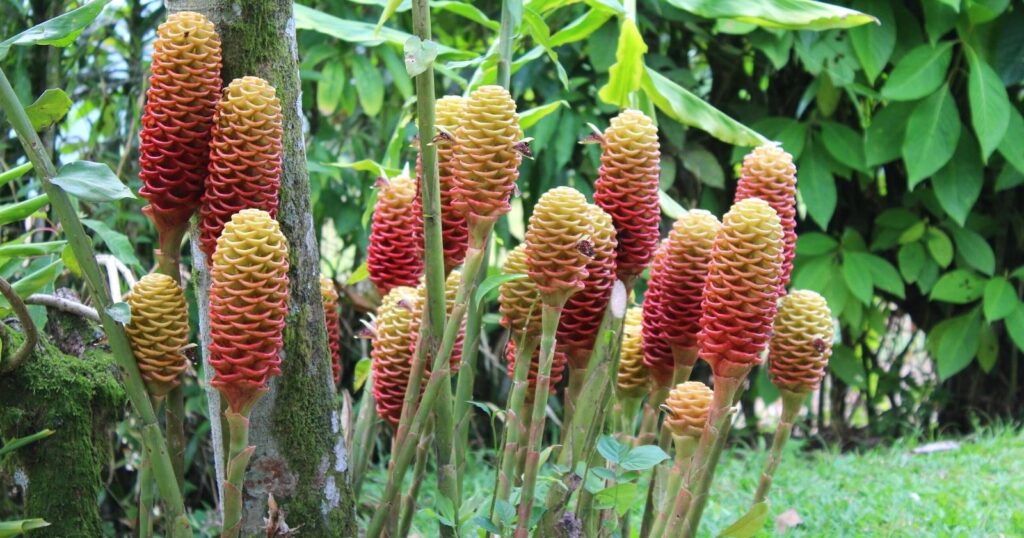 Tall thick stalks with textured flowers that resemble honeycombs at the top. Each flower fades from yellow to oragnge. 