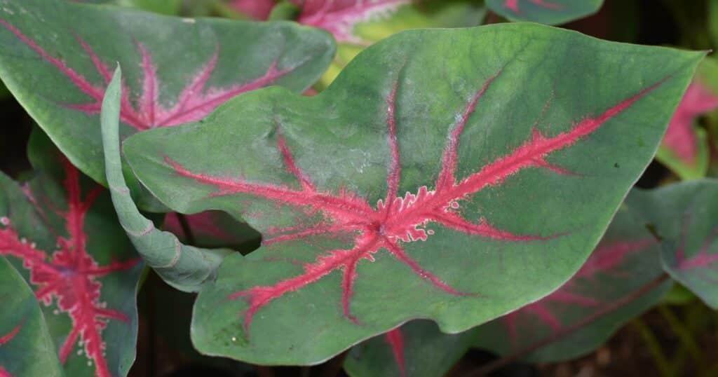 Close up of a large, long heart shaped, green leaf with bright red veining.