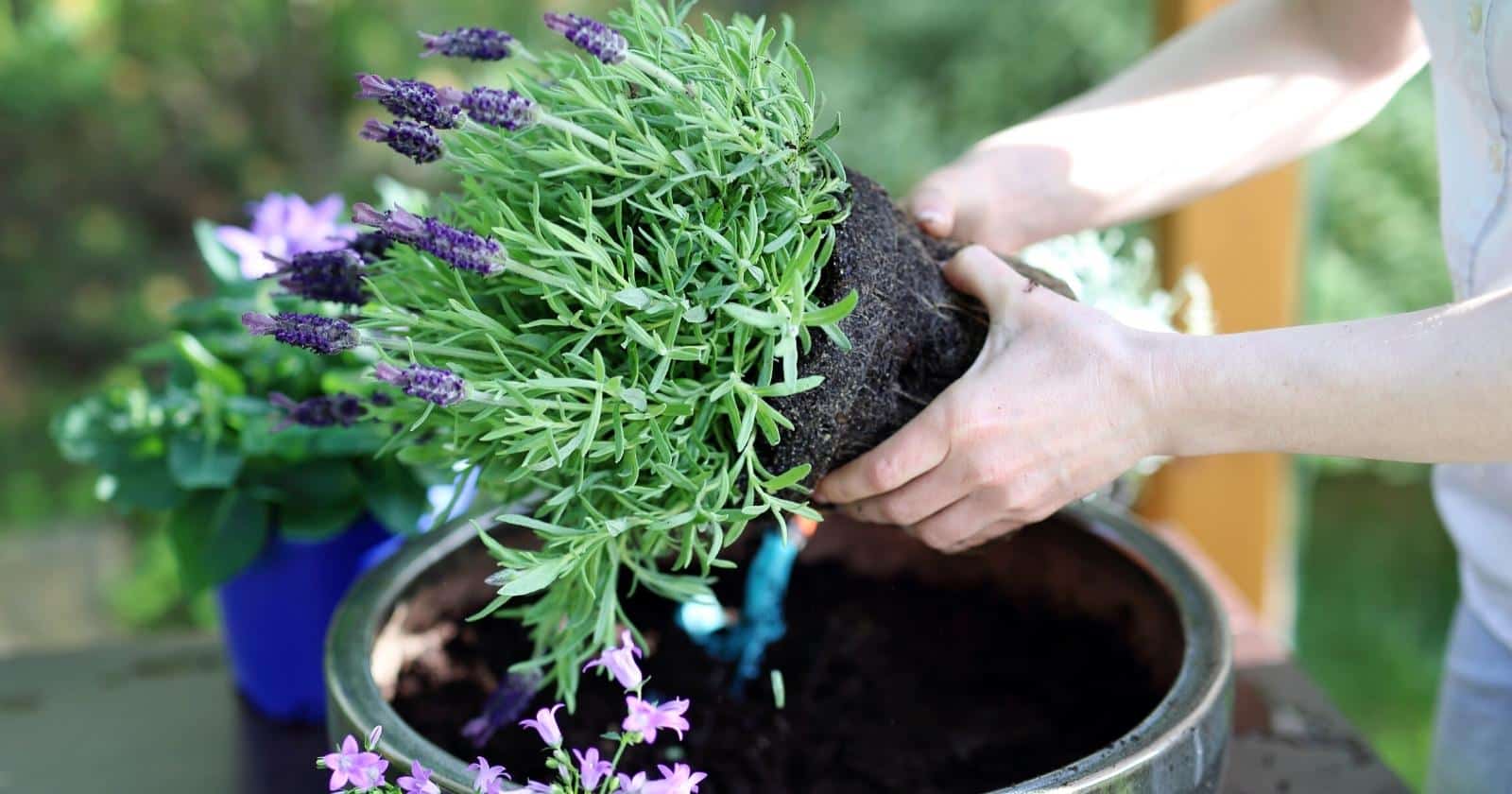 Small green plant with tiny purple flowers, being planted in a large green pot.