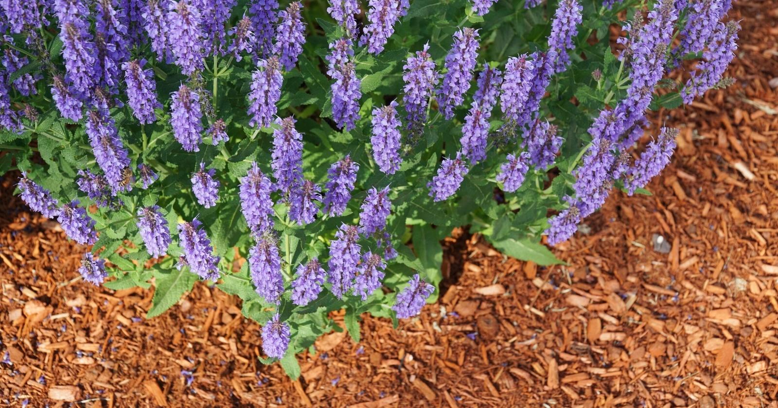 Large green bush with purple flowers surrounded by wood chips and mulch.