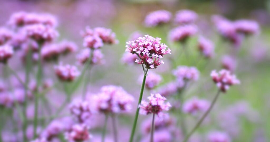 Tall skinny flower stalk with a cluster of light pink flowers clustered in a dome at the top of the stem.
