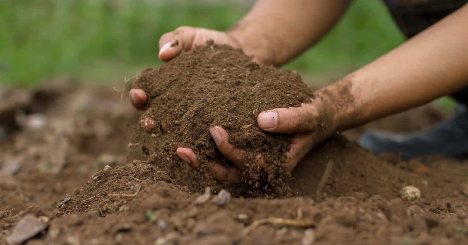 Two hands holding pile of dirt in a garden.