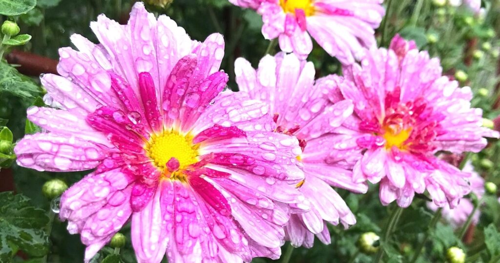 Close up of bright pink flowers with yellow centers and drops of water on the petals.