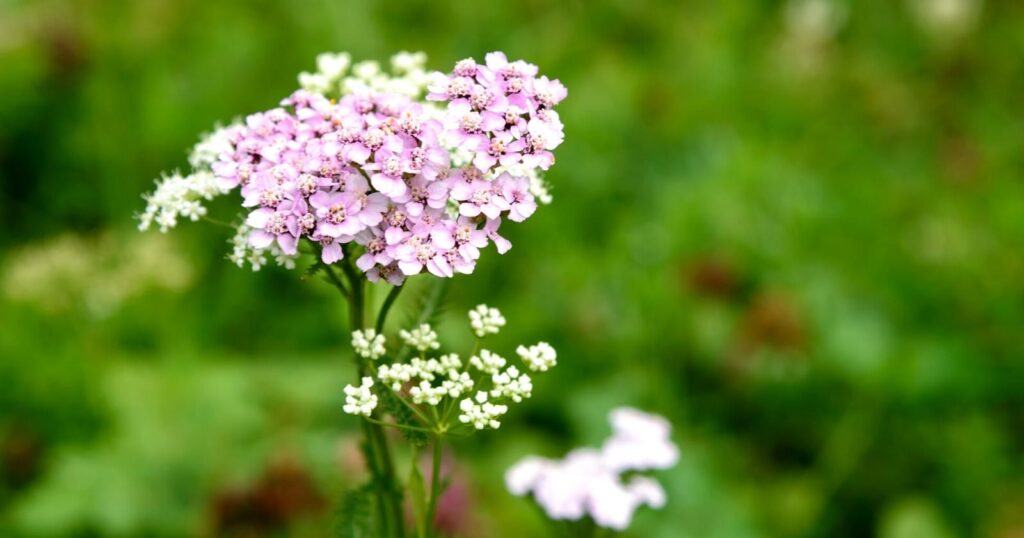 Clusters of tiny light pink and white flowers growing on the top of a tall skinny, green stem.