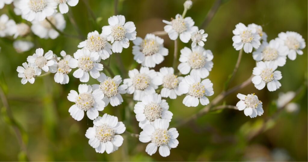 Close up of tiny white flowers growing from a stem. Each flower has little round shaped, white petals with a jagged edge, surrounding a pale white center.