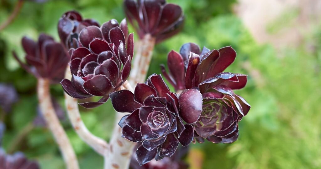 Plant with tall thick branching stems topped with waxy, thick, dark purple leafy rosettes.