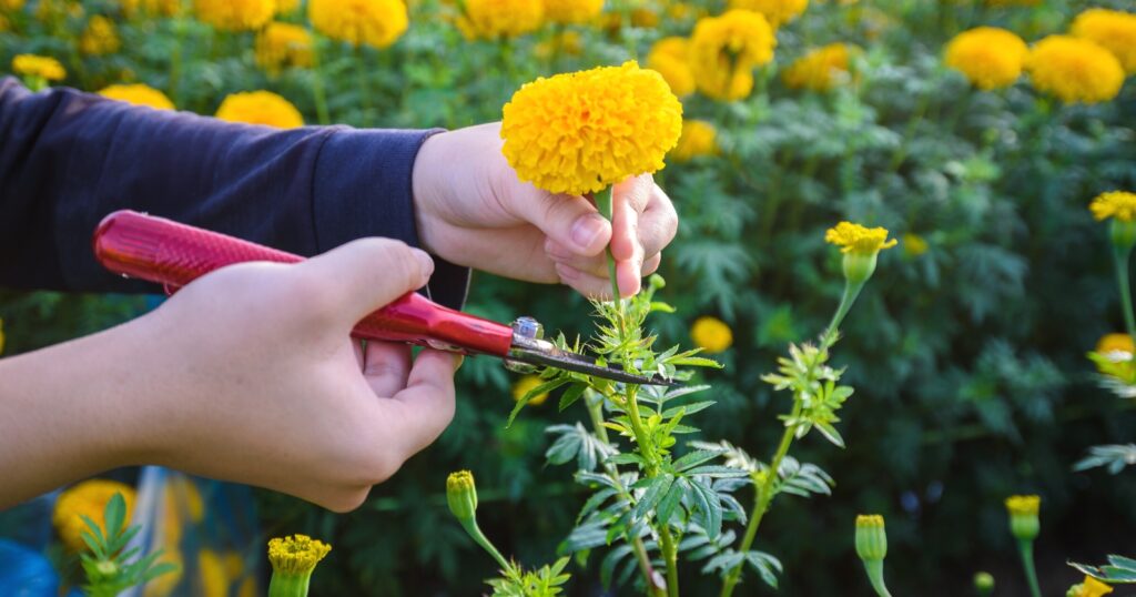 Hand cutting a yellow flower off of its stem with a pair of shears.