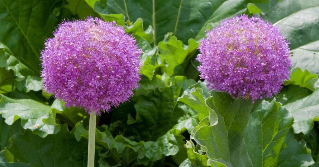 Close up of two tall, thick, green flower stalks with a cluster of small, purple, balls of star shaped flowers growing on the top of each stem.