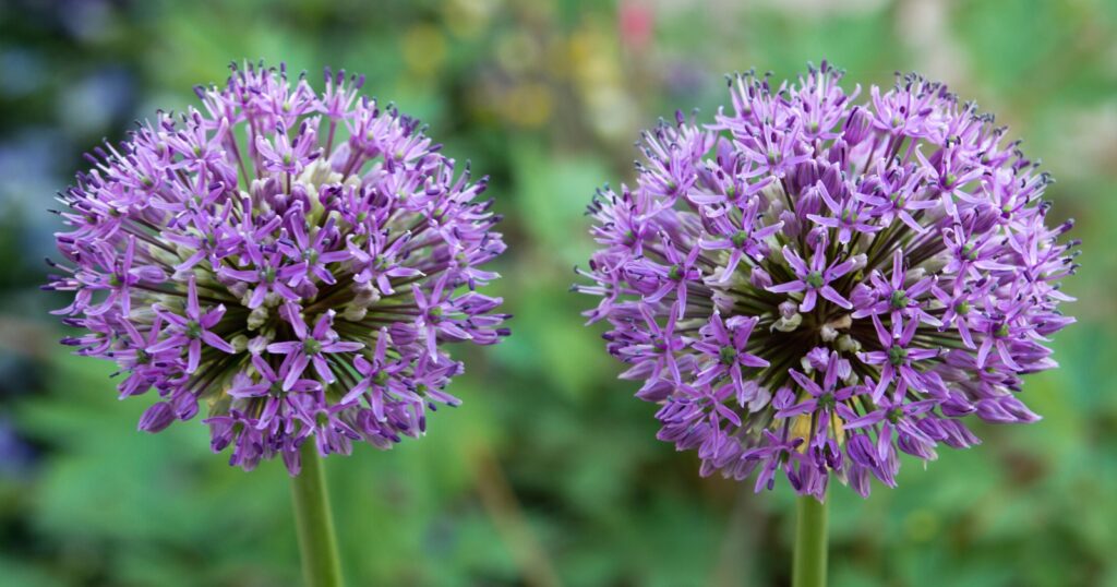 Close up of two flowers made up of clusters of tiny, star shaped, purple flowers in the shape of a ball, sitting on top of a tall, thick green stem.