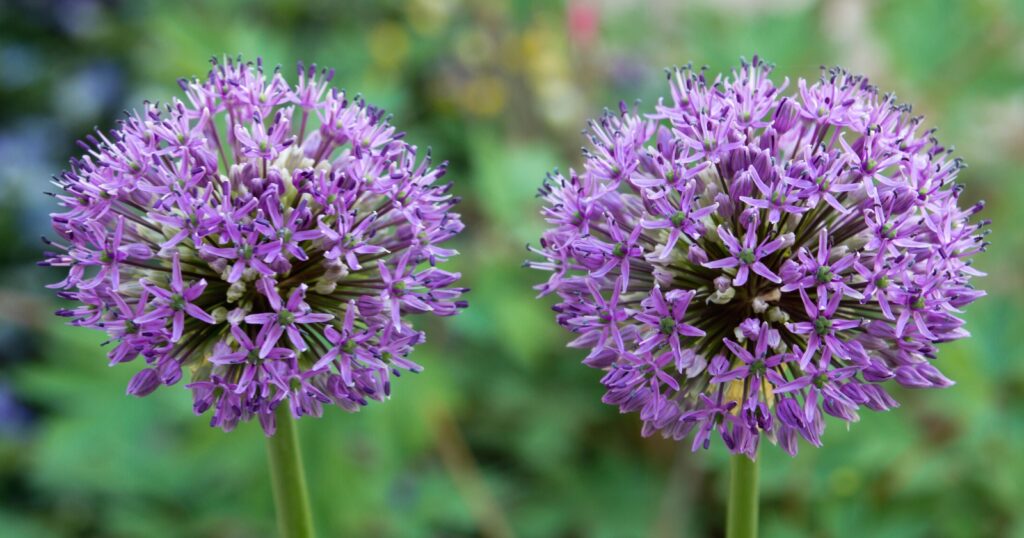 Long Stem Plant With Purple Flower Best Flower Site