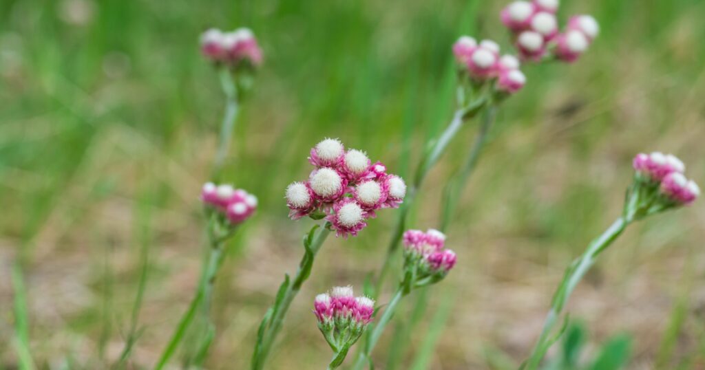 Tall green stems with clusters of tiny, fuzzy pink and white flower-heads.