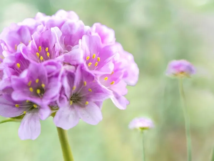 Low Growing Perennial Plants