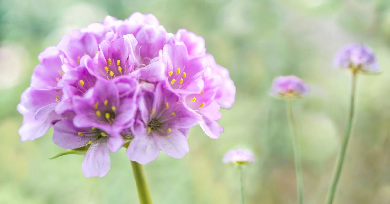 Low Growing Perennial Plants