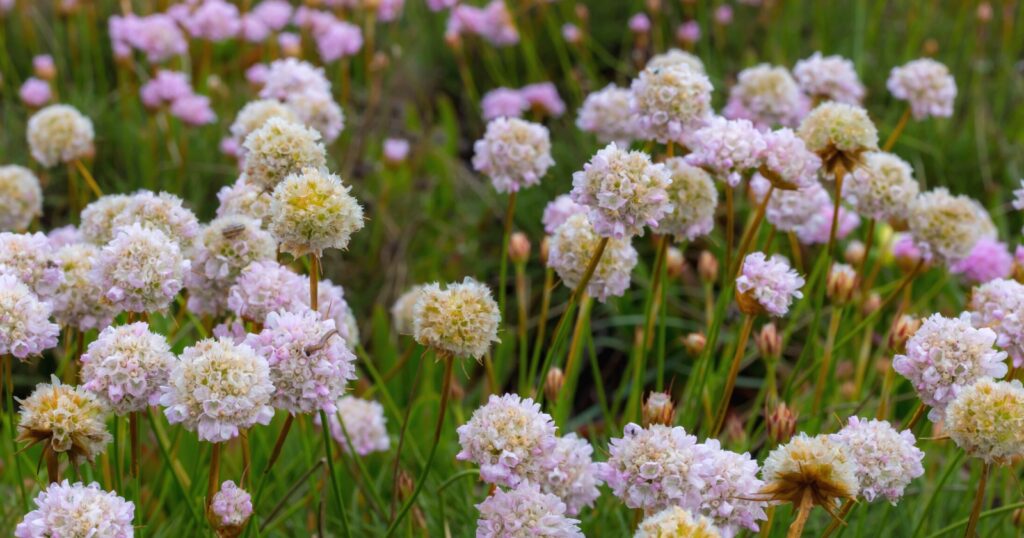 Field of tall stems that have tiny, light pink flower clusters sitting on top of each stem.