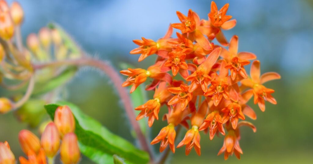 Close up of a cluster of tiny, bright orange, star shaped flowers on a fuzzy stem.
