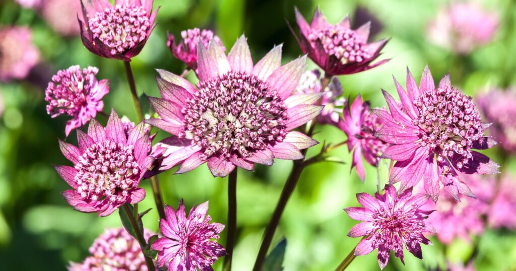 Close up of several pinkish-purple flowers that have a dome shaped, pin cushion like center with spiky petals surrounding it.