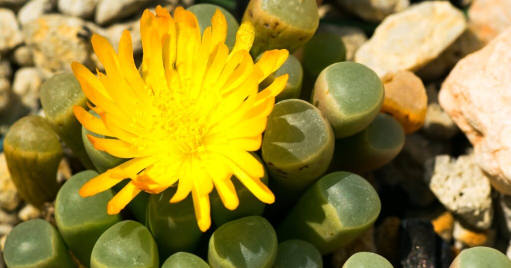 Close up of a bright yellow flower growing out of short, stumpy green stems. 