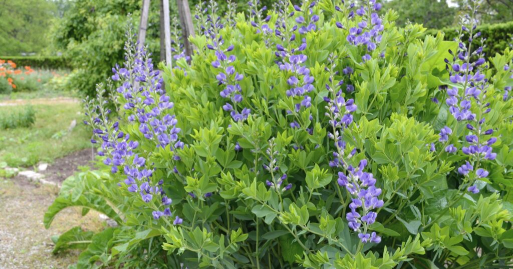 Large light green bush with tall purple flowers stalks growing from it.