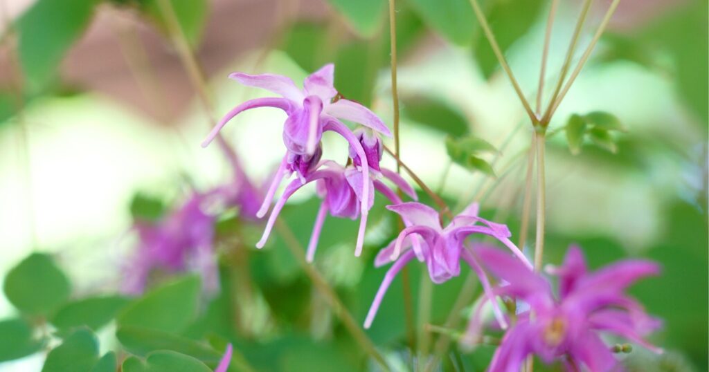Close up of small pinkish-purple flowers with long pointy petals.
