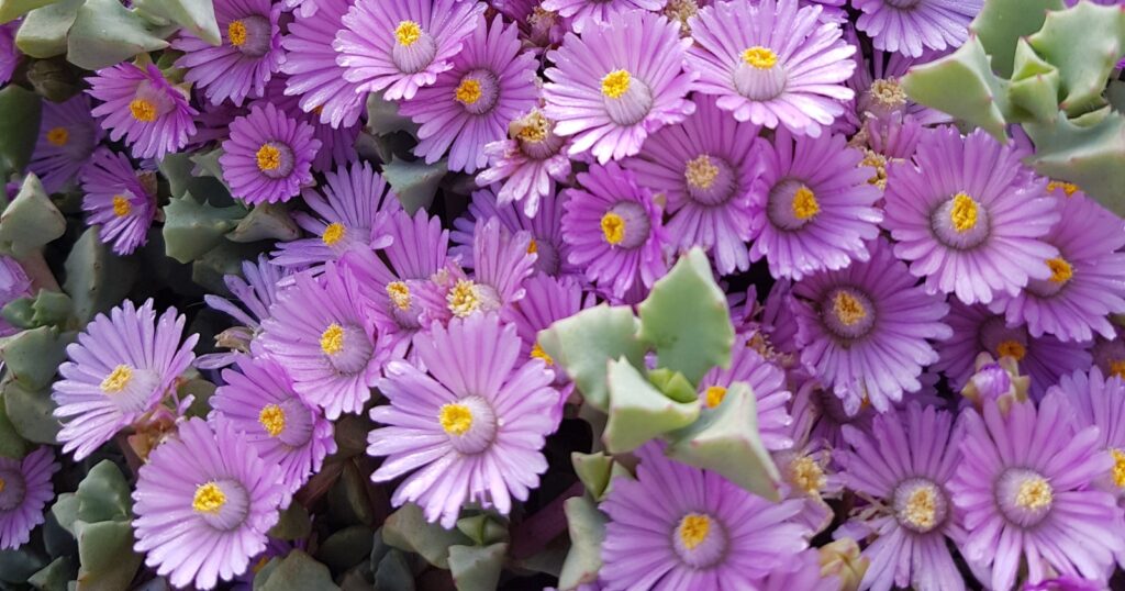 Light purple flowers growing out of thick, spiky, triangle shaped leaves. Each flowers has layers of long, skinny, overlapping petals with a yellow center.